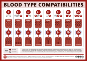 o positive blood type