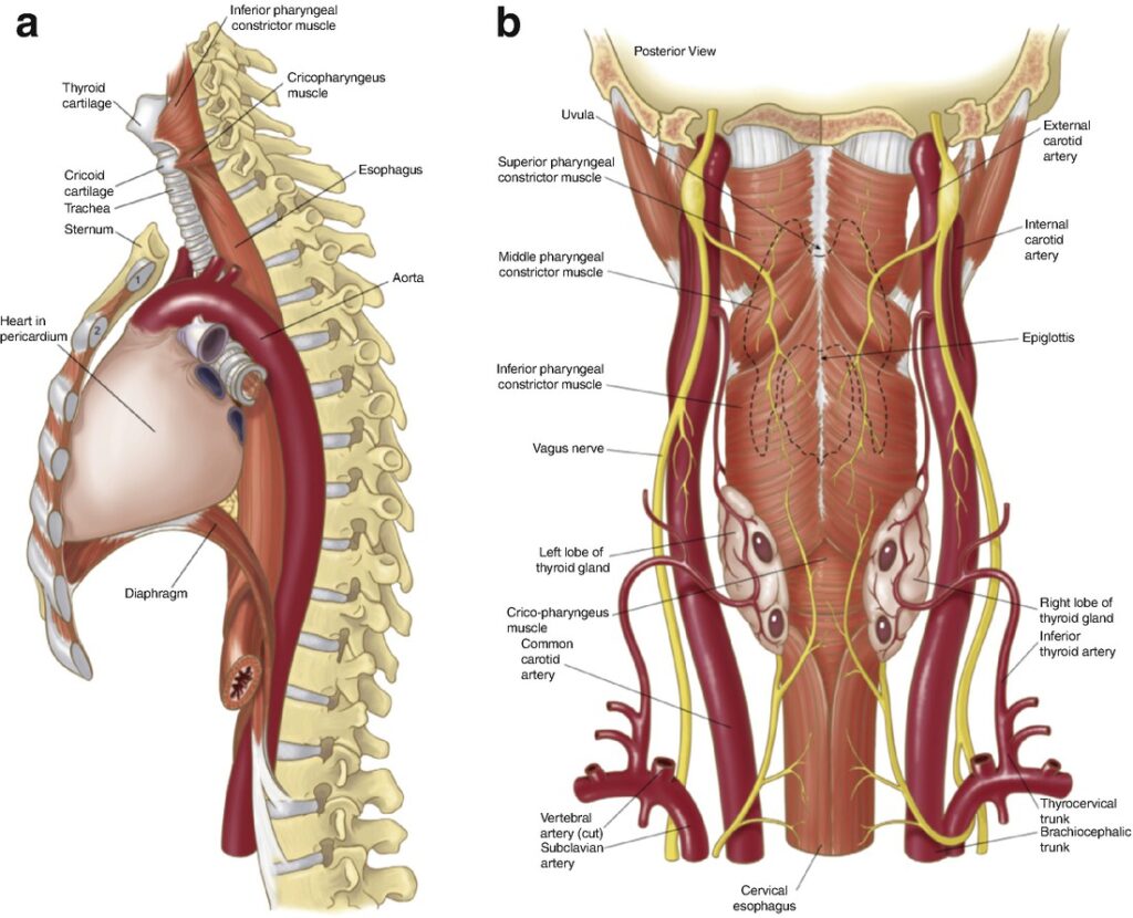 Привести анатомия. (Superior pharyngeal Constrictor muscle. Oesophagus Anatomy. Esophagus Anatomy.