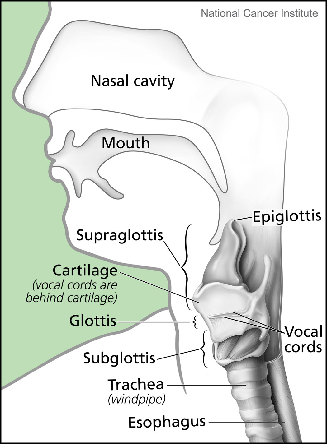 The Larynx | Medika Life :: Understanding Human Anatomy