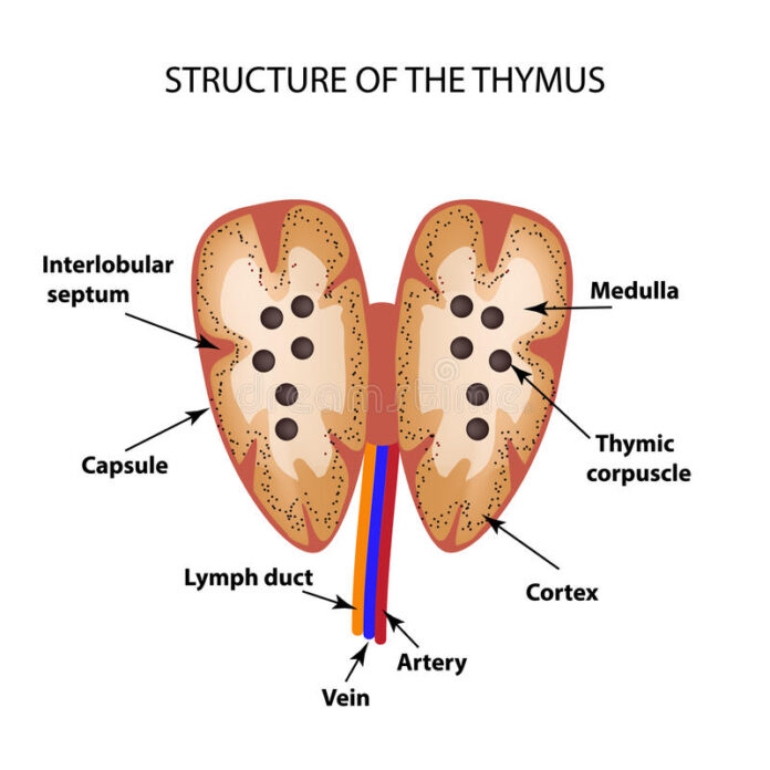 The Thymus Medika Life Understanding Human Anatomy
