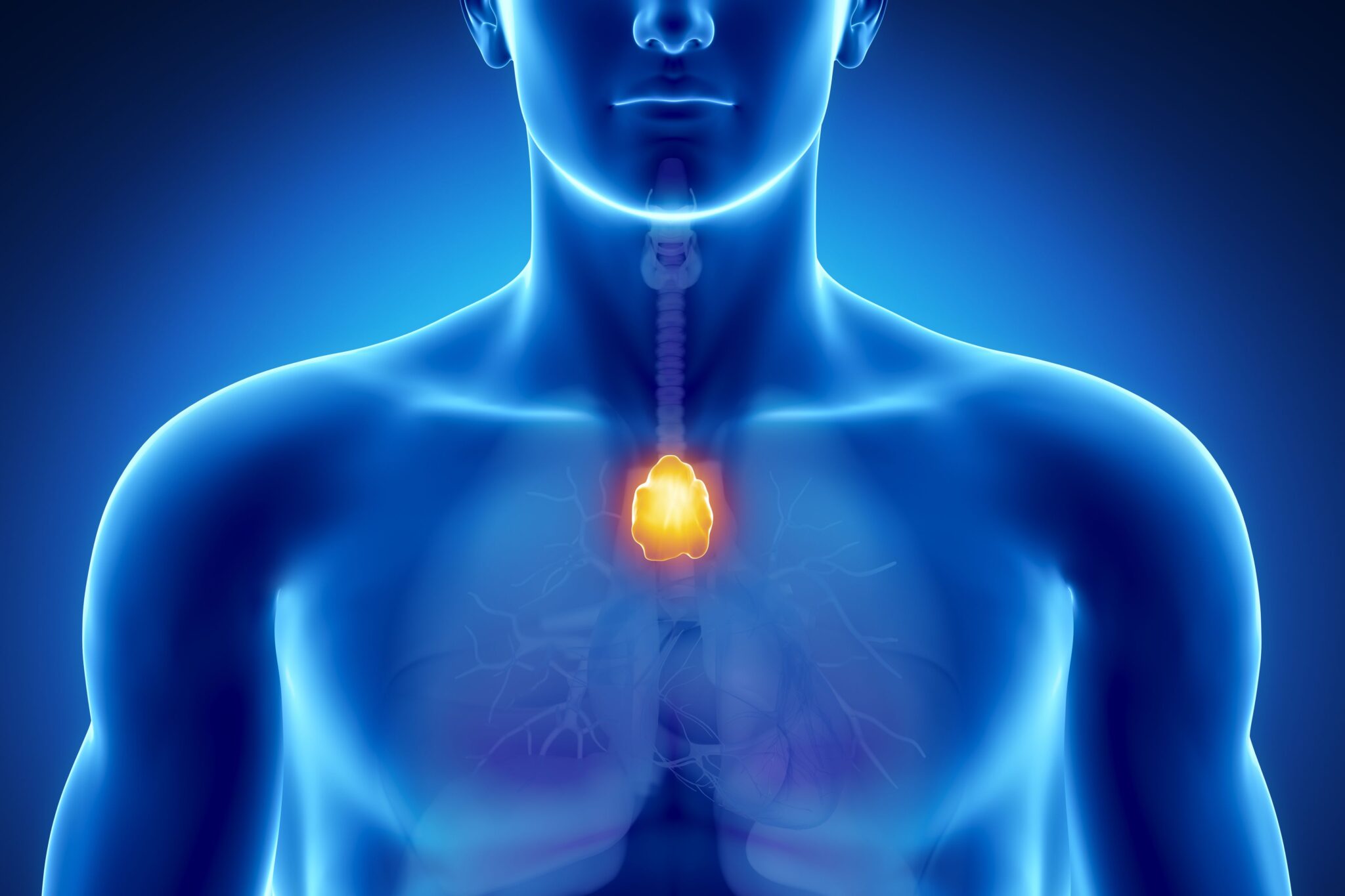 The Thymus | Medika Life :: Understanding Human Anatomy