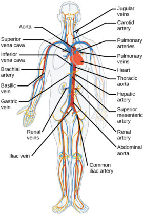 Blood Vessels | Medika Life :: Understanding Human Anatomy