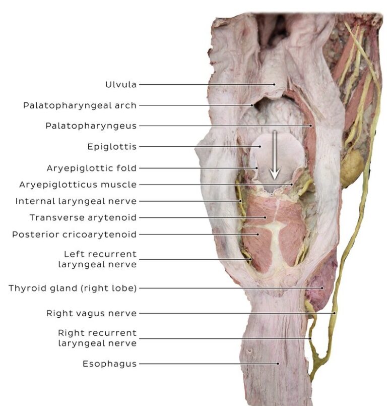 The Larynx | Medika Life :: Understanding Human Anatomy