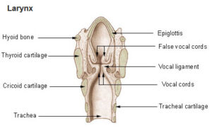 The Larynx | Medika Life :: Understanding Human Anatomy