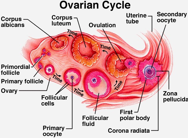 the-ovaries-medika-life-understanding-human-anatomy