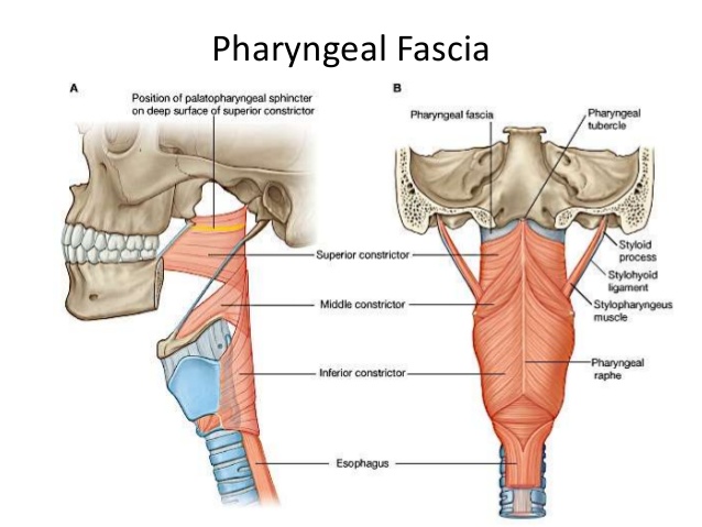 innervations inferior pharyngeal constrictor