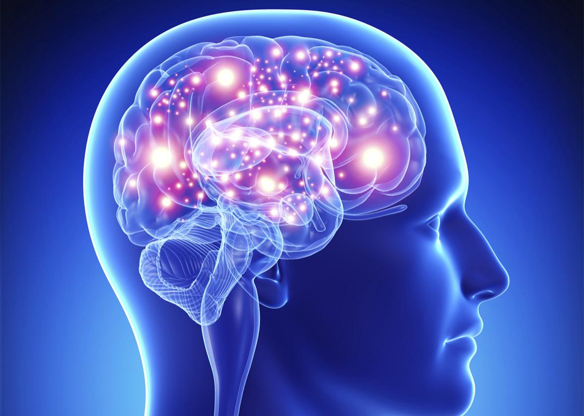 The Brain - Medika Life : Understanding Hiuman Anatomy