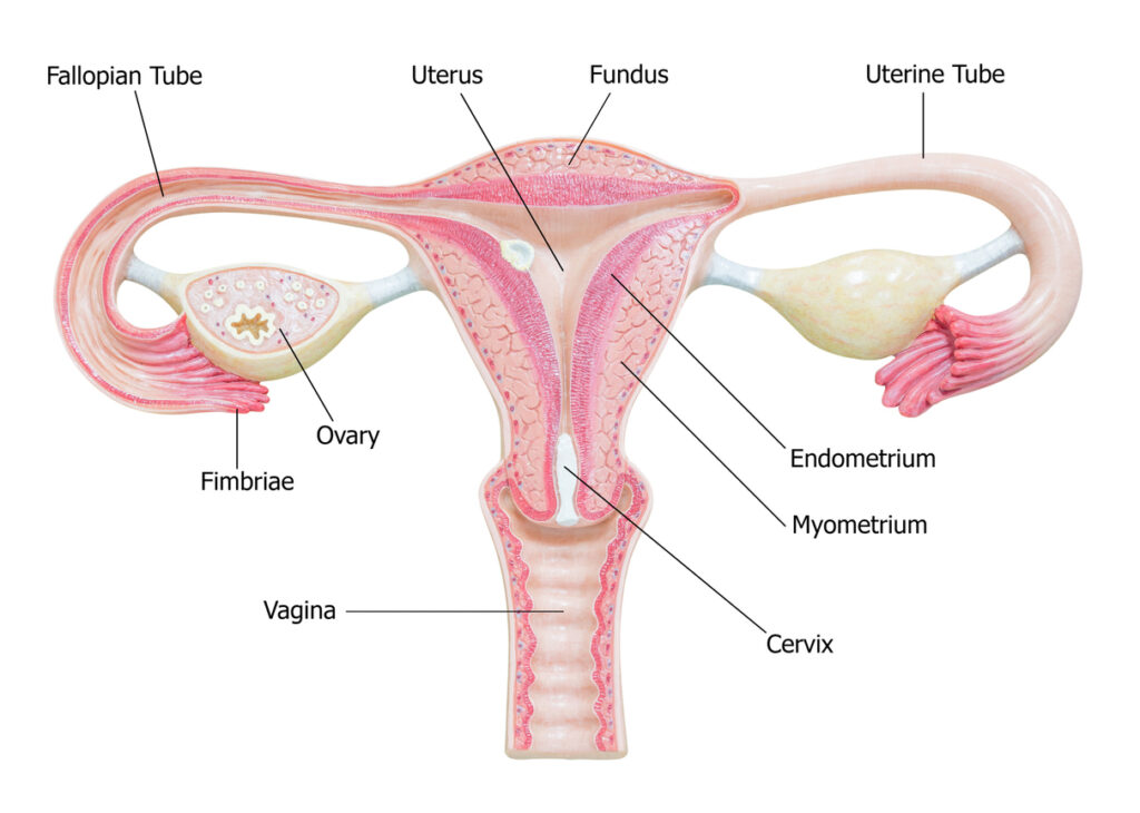 Female reproductive anatomy